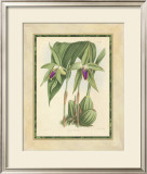 Fitch Orchid VI