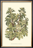 Buy Fig Tree Branch at AllPosters.com