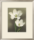 Buy Tulipani at AllPosters.com