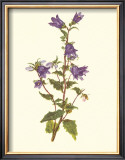 Buy Bellflower at AllPosters.com