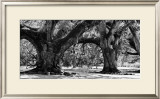 Buy Majestic Oaks II at AllPosters.com