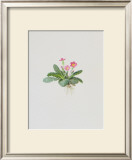 Buy Ordinary Stipeless Primrose at AllPosters.com