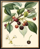 Buy Cherries at AllPosters.com