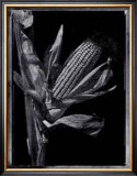 Buy Corn at AllPosters.com