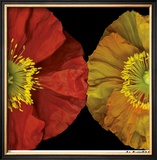 Buy Red & Yellow Poppy I at AllPosters.com