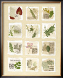 Buy Surrey Garden Fragments at AllPosters.com
