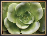 Buy Echeveria II at AllPosters.com