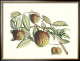 Buy Botanical IV at AllPosters.com