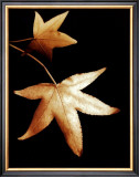 Buy Double Maple Leaf at AllPosters.com