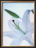 White Flower
