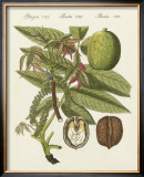 Walnut