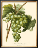 Buy Grapes I at AllPosters.com