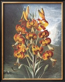 Buy The Superb Lily at AllPosters.com