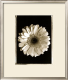 Buy Dahlia at AllPosters.com