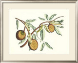 Buy Botanical II at AllPosters.com