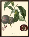 Buy Plums at AllPosters.com