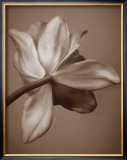 Buy Moonlight Tulip at AllPosters.com