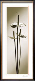 Buy Anthurium at AllPosters.com