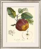 Buy Apples at AllPosters.com