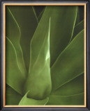 Tropica III