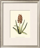 Buy Antique Hyacinth XVI at AllPosters.com