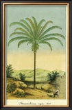Buy Maximiliana Palm at AllPosters.com