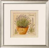 Herbes de Provence, Lavande
