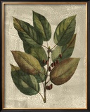 Buy Deshayes Tree IV at AllPosters.com
