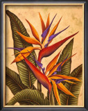 Buy Tropical Bird of Paradise at AllPosters.com