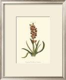 Buy Antique Hyacinth VII at AllPosters.com