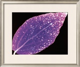 Photogram