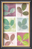 Leaf Impressions