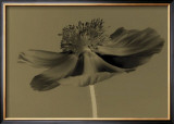 Buy Poppy at AllPosters.com