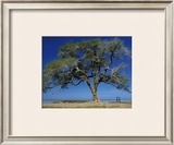 Buy Mali at AllPosters.com