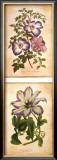 Buy Flowering Clematis at AllPosters.com