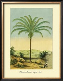 Buy Maximiliana Palm at AllPosters.com
