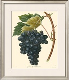 Buy Grapes II at AllPosters.com