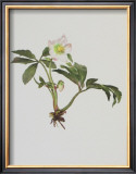Buy Snow Rose at AllPosters.com