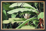 Buy Tropical Harmony at AllPosters.com
