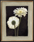 Flora II