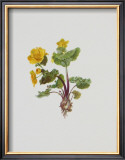 Buy Marsh Marigold at AllPosters.com