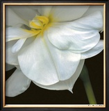 Buy O'Keeffe Jonquil at AllPosters.com