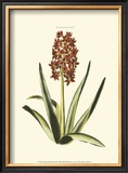 Buy Antique Hyacinth XVI at AllPosters.com