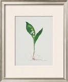 Buy Lily of the Valley at AllPosters.com