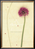Buy Allium at AllPosters.com