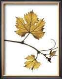 Buy Gold Bud at AllPosters.com