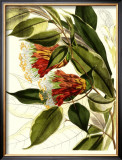 Fantastical Botanical II