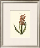 Buy Antique Hyacinth V at AllPosters.com