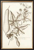 Buy Sepia Exotics IV at AllPosters.com