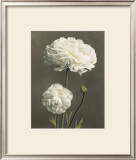 Buy Dalie at AllPosters.com
